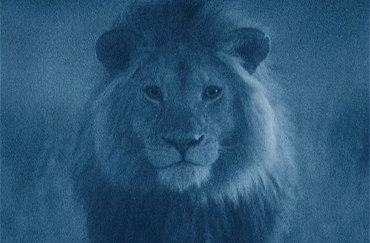 Bức ảnh chú sư tử này được chụp vào một đêm trăng sáng tại công viên Serengeti, Tanzania.