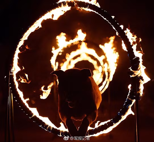 Chúng phải thực hiện huấn luyện cả đêm lẫn ngày, vượt qua những vòng lửa cháy rừng rực như phim hành động. (Nguồn Sina)