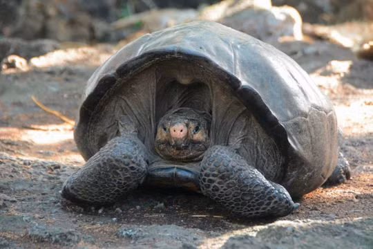 Cho đến nay, các nhà khoa học đã phát hiện 10 loài rùa khổng lồ trên quần đảo Galapagos, bao gồm cả những loài được coi là bị tuyệt chủng. Các loài rùa này đã cư trú tại đây từ 3-4 triệu năm trước, theo dòng hải lưu phân tán đến các hòn đảo, tạo ra nhiều loài khác nhau nhằm thích nghi với môi trường sống.