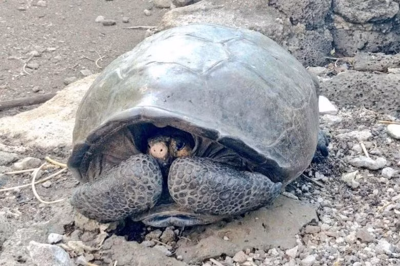 Rùa khổng lồ trên một hòn đảo không có người thuộc quần đảo núi lửa Galapagos ở Thái Bình Dương, nổi tiếng với hệ động thực vật độc đáo.