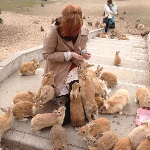 Những con thỏ tại "vương quốc" yên bình trên đảo Okunoshima vô cùng đáng yêu. Từ người lớn cho đến trẻ em đều thích thú khi cho thỏ ăn, vuốt ve và chụp ảnh.