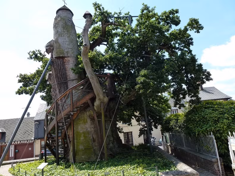 Cây sồi này được là một trong những cây lâu đời nhất thế giới với tuổi đời khoảng 800 - 1.200 tuổi.