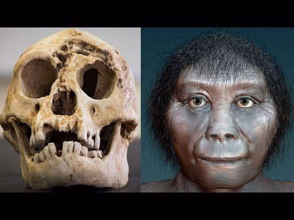 Khi trưởng thành, người Homo Floresiensis trung bình chỉ cao 1,06 m và nặng 16 kg.