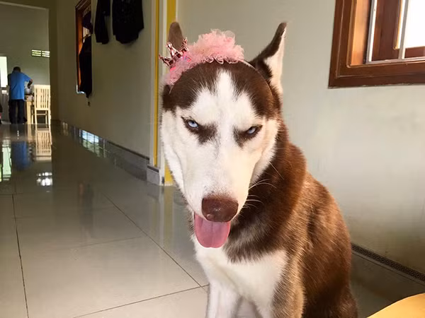 Những chú chó Husky đáng yêu là thú cưng gần gũi, được nhiều người trân trọng, nâng niu. Với sở thích bạ đâu ăn đó, thích ngồi bồn tắm, thích chụp hình cùng gương mặt ngáo ngơ hài hước thì Riềng sẹo là một trong những gương mặt thú cưng đang được cộng đồng mạng chú ý.