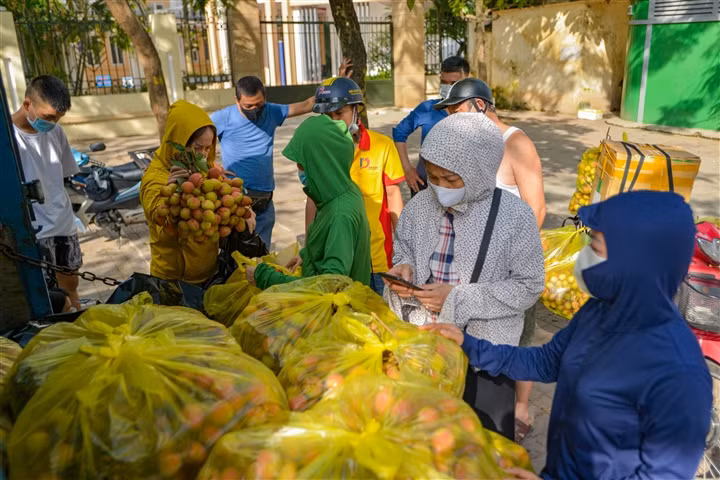 Giai cuu vai thieu Bac Giang voi gia 20.000 dong/kg o Ha Noi-Hinh-4