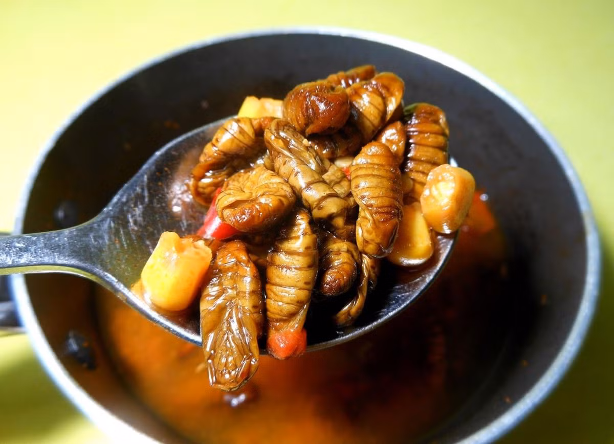 Quá trình chuẩn bị món ăn Beondegi khá đơn giản. Sâu tằm được chọn lọc và nấu chín bằng cách luộc hoặc chiên.