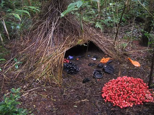 Tìm một thân cây bị đổ hay nằm nghiêng, bạn có thể tạo chỗ nằm bằng cách xếp nhiều cành cây lớn tạo khung rồi che chắn bằng lá cây rừng. Nếu có thể, hãy tìm các hang động không có những con vật de dọa tính mạng.