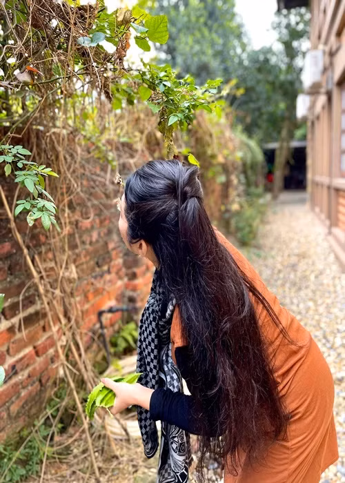 Nữ nghệ sĩ hái đậu rồng để nấu ăn.