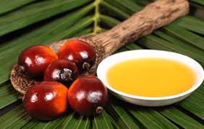 Bên cạnh lợi ích thì dầu cọ gây hại cho sức khỏe bởi chứa nhiều chất béo bão hòa (60%). Trong đó có axit panmitic, được biết đến là một loại axit có thể tích tụ trong cơ thể, gây xơ vữa mạch máu và ung thư. Nếu sử dụng quá nhiều, lượng cholesterol xấu trong máu sẽ tăng, làm gia tăng nguy cơ mắc các bệnh tim mạch.