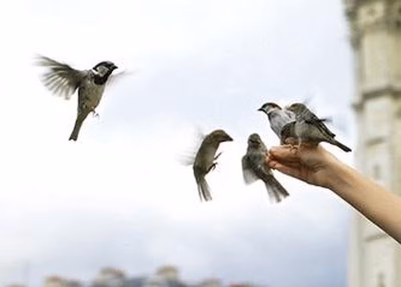 Phóng sinh: Đây là việc hành thiện tích đức, cứu các loài sinh vật khỏi bị giam cầm giết hại, trao cho chúng thêm một cơ hội sống tự do.