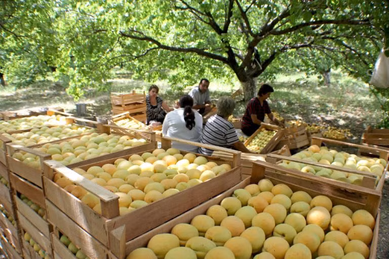 Quê hương của giống Mơ Châu Âu (Apricot): Nhà địa lý Ả Rập Ibn al-Faqih trong “Sách các nước” (903) đã đề cập đến quả mơ Armenia dưới cái tên Armenia của nó là “tsiran” và gọi nó là “quả của Armenia”.