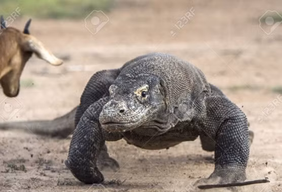 Loài rồng Komodo chính là loài rồng duy nhất trên thế giới. Tên được đặt theo tên hòn đảo nơi chúng sinh sống ở Indonesia.