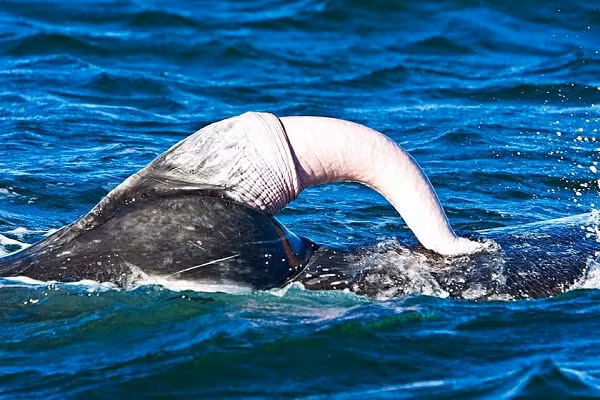 Tác giả nghiên cứu đã so sánh hình ảnh đen trắng nổi tiếng về quái vật Loch Ness do bác sĩ phẫu thuật Robert Kenneth Wilson chụp năm 1930, theo đó tác giả chỉ ra sự tương đồng đáng kể với dương vật của cá voi.