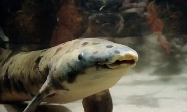 Sở dĩ được gọi là cá phổi bởi loài cá này có phổi rất phát triển, khác xa với những loài cá khác. Nó giúp loài Lungfish này sống trong môi trường nước có hàm lượng oxy cực thấp mà không loài cá nào có thể chịu đựng được.