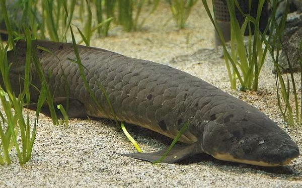 Cá phổi (tên tiếng Anh là Lungfish) là một trong số những loài cá kỳ lạ nhất thế giới. Nó nổi tiếng với đặc trưng nguyên thủy còn giữ lại được trong Liên lớp Cá xương (Osteichthyes), bao gồm khả năng hít thở không khí và các cấu trúc nguyên thủy trong lớp Cá vây thùy (Sarcopterygii).