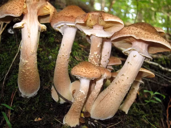 Khi một cây nấm Armillaria được đặt cạnh một người họ hàng khác, rễ cây của chúng sẽ ngay lập tức bắt sóng nhau và kết nối, "dung hợp" để tạo thành một thể thống nhất.