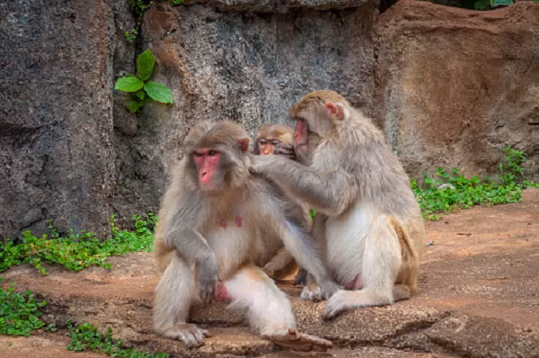 Toàn thân khỉ vàng có màu nâu vàng. Con trưởng thành mặt có màu đỏ. Lông trên đỉnh đầu rất ngắn. Phía sau thân màu nâu nhạt hơn phía trước.