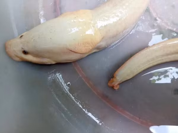 Hiện con lươn đang được ông Hùng nuôi trong hồ kính, trang bị thêm ôxy để mọi người đến xem chơi chứ không bán.