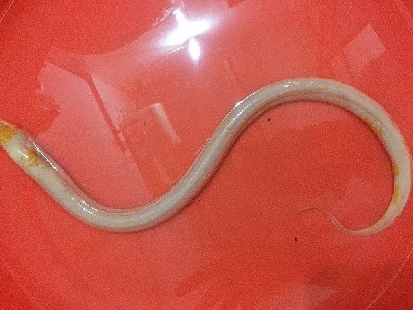 Vào tháng 7/2017, trong lúc đi thăm dớn, anh Lê Văn Hùng (ở huyện Phụng Hiệp, tỉnh Hậu Giang) bắt được con lươn vàng "khủng", với trọng lượng lên đến gần 900gram.