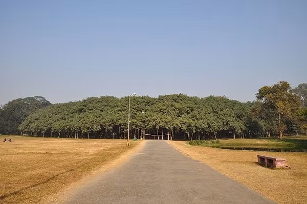 Một cây đa khổng lồ mọc ở khu ngoại ô vùng Kolkata. Cây đa 200 tuổi và nó bao phủ diện tích 14.500 mét vuông. Cây đa này tiếp tục phát triển bộ rễ, hiện đã lấn ra 330 mét của con đường được xây dựng quanh khu vực này.