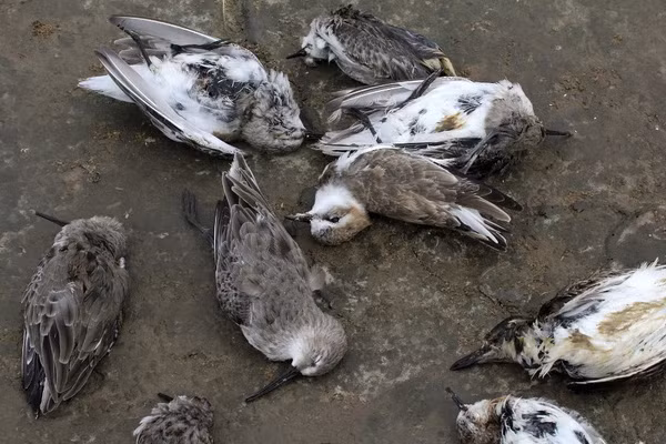Trong hơn 100 năm nay, có rất nhiều bầy chim tụ họp về Jatinga, một ngôi làng tọa lạc ở Assam, để “tự kết liễu cuộc đời”. Lý do những loài chim này hình thành tập quán bay đến đây và bị mắc kẹt trong hàng trăm năm vẫn chưa được giải đáp.