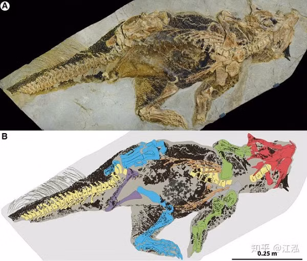 Psittacosaurus là loài khủng long nhỏ, ăn cỏ. Vào năm 2016, khi các nhà cổ sinh vật học người Anh nghiên cứu hóa thạch của loài này, họ nhận thấy rằng những mẫu hóa thạch ấy cũng có melanosome trong các mô mềm được bảo quản gần như hoàn hảo.