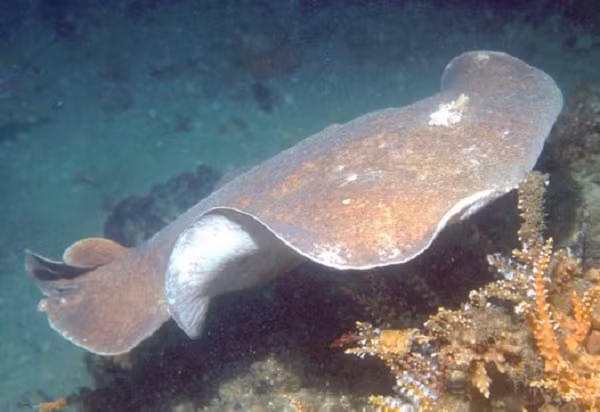 Coffin ray là loài động vật ăn thịt phàm ăn, chủ yếu ăn các loài cá có xương sống ở đáy, chúng sẽ bắt những con cá đến gần mình thậm chí ngay cả khi vượt quá kích thước của chính nó.
