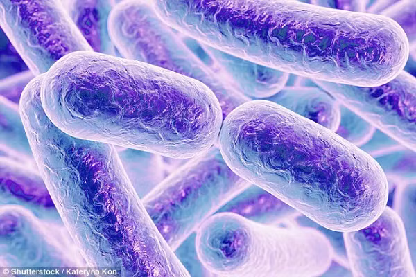 Các nhà khoa học cho biết, họ sẽ tạo ra một loại pin có hai thiết bị đầu cuối. Tại một thiết bị đầu cuối sinh học các nhà nghiên cứu đặt vi khuẩn phân hủy mê-tan Methanoperedens và ở thiết bị đầu cuối hóa học họ đặt một dòng nitrat.