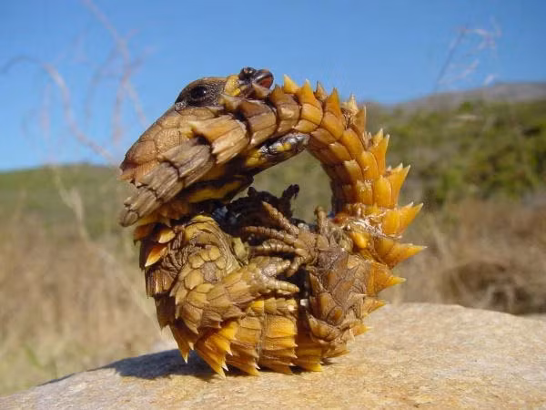 Thức ăn của chúng là các loài côn trùng nhỏ trên sa mạc như kiến hay mối. Vì thằn lằn Armadillo di chuyển rất chậm chạp và lại được săn lùng làm thú cưng nên số lượng của chúng đang bị đe dọa nghiêm trọng.