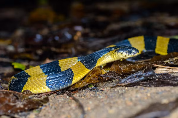 "Sát thủ" thứ 2 chính là rắn cạp nong hay còn gọi là rắn đen vàng (tên khoa học là Bungarus fasciatus), có chiều dài cơ thể từ 1-1,5m, chúng thường có mặt ở Ấn Độ, Bangladesh, Nam Trung Quốc và Đông Nam Á.