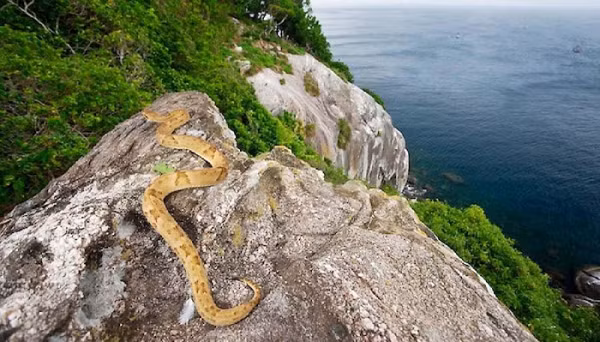 Đảo Ilha da Queimada hay còn gọi là đảo rắn, rộng 43ha, nằm ở ngoài khơi bờ biển Brazil. Đây không phải là địa điểm lý tưởng cho một chuyến đi chơi. Có hàng trăm loài rắn độc khác nhau sinh sống tại đây. Cứ mỗi m2 có khoảng 1 – 5 con rắn trên đảo.