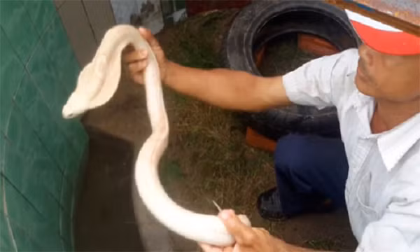 Nếu chúng dài hơn, chúng sẽ xuyên qua miệng của nó. Răng nanh nằm ngửa vào miệng con rắn, răng nanh giúp đẩy con mồi từ miệng đến dạ dày.