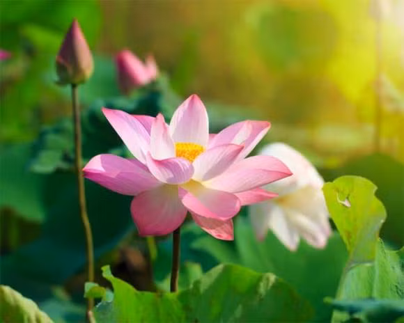 Những điều cấm kỵ trong ngày Hạ chí - Hình 2 Nhung dieu cam ky trong ngay Ha chi-Hinh-2