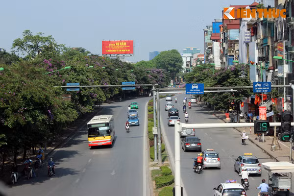 "Con đường thơ" Kim Mã ngập sắc tím bằng lăng đua nhau nở rộ ở hai bên đường.