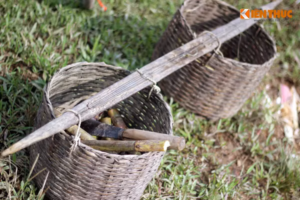 Mía giống mà em Hùng đi lấy về trồng cùng bố mẹ.