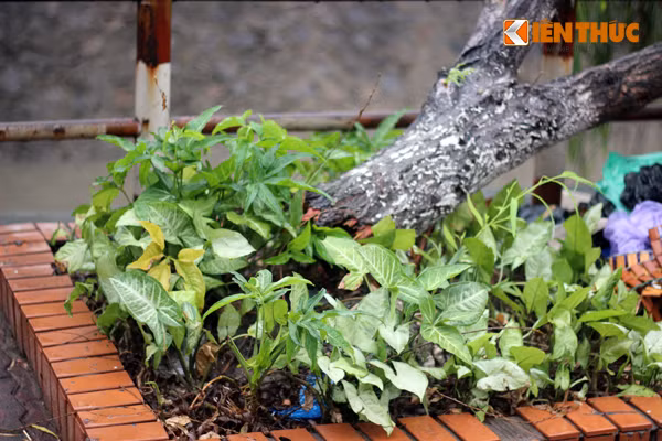Một số cây liễu khác ở lô số 9 đường Phạm Hùng bị gãy, thân cây chưa lìa khỏi gốc.