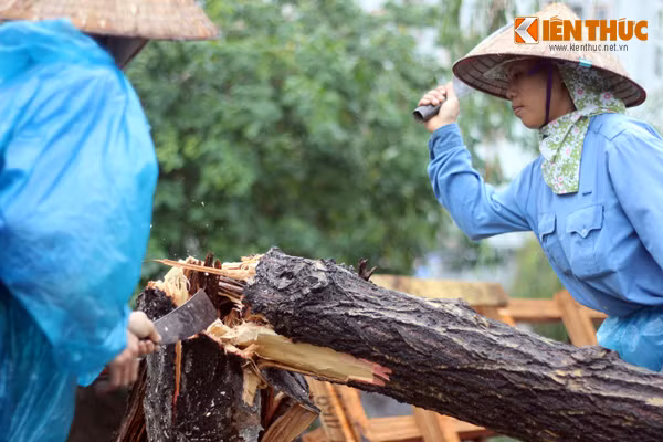 Các nhân viên Công ty cây xanh Hà Nội nhanh chóng chặt...