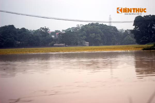 Ruộng lúa ngập trong "biển nước" do mưa lớn.