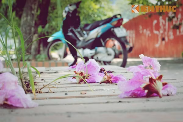 Đôi khi, những cánh hoa bằng lăng rụng xuống còn làm cho ai đó cảm thấy chút buồn vu vơ.
