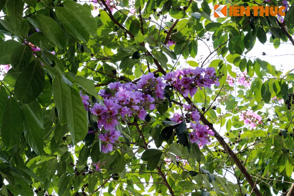 Hoa bằng lăng "nấp" mình dưới ánh nắng chói chang...
