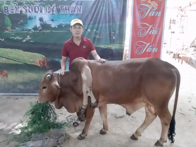 Kỳ lạ bò 6 chân ở Thanh Hóa, dân lũ lượt đến xem Ky la bo 6 chan o Thanh Hoa, dan lu luot den xem