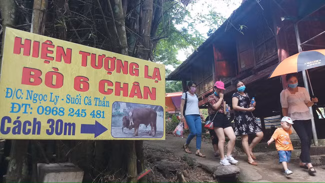 Kỳ lạ bò 6 chân ở Thanh Hóa, dân lũ lượt đến xem - Hình 5 Ky la bo 6 chan o Thanh Hoa, dan lu luot den xem-Hinh-5