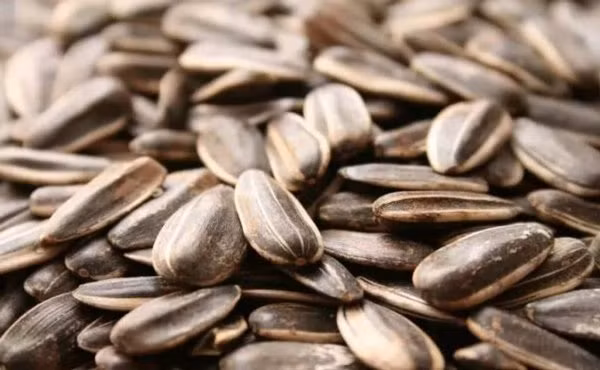 Người đàn ông nôn ra 700ml máu sau khi ăn hạt hướng dương - Hình 2 Nguoi dan ong non ra 700ml mau sau khi an hat huong duong-Hinh-2