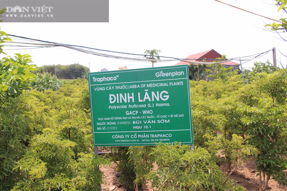 Thanh dai gia cua lang nho trong hang van cay dinh lang-Hinh-3