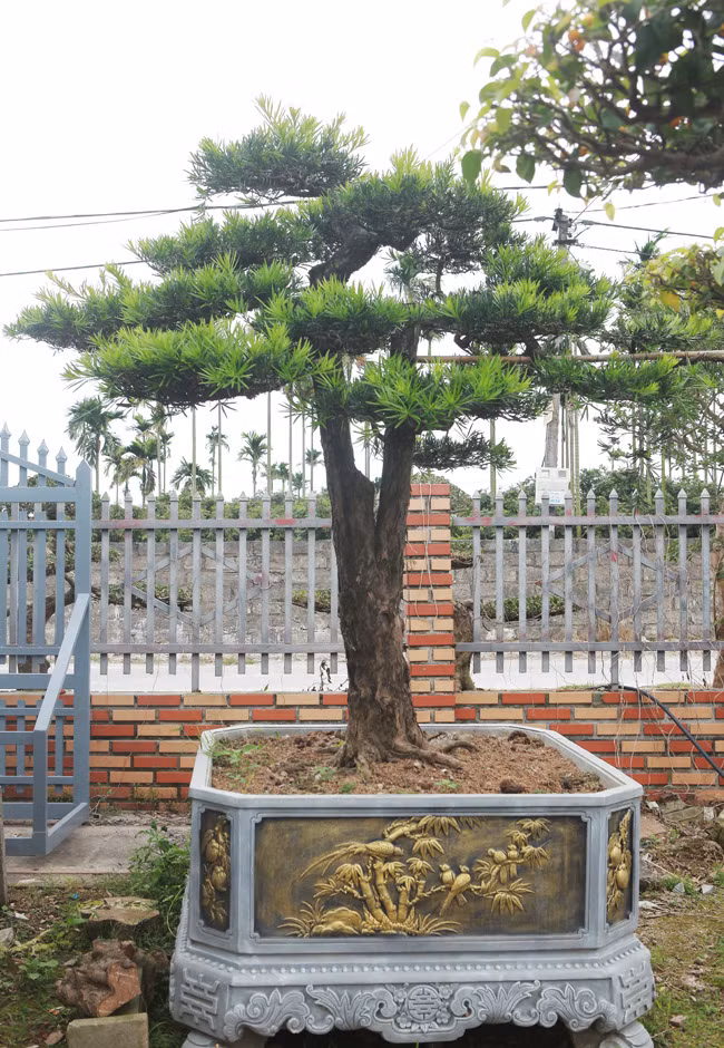 Hàng trăm cây cảnh với đủ chủng loại nhưng chủ yếu là cây sanh – một loại cây ưa thích làm cây cảnh từ xa xưa
