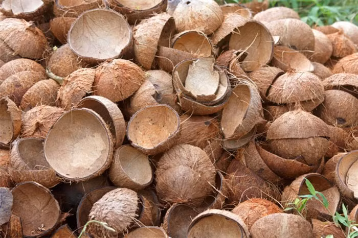 Tuy nhiên, chế tác thành những sản phẩm thủ công mỹ nghệ chỉ giải quyết được một phần lượng gáo dừa quá lớn.