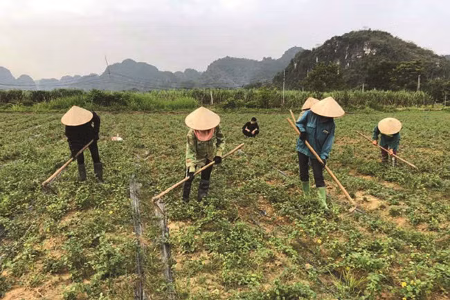 Trong thu cay day gai thu nhap tien ty/nam, ai nghe cung choang-Hinh-2