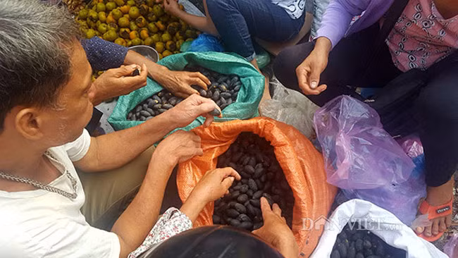 Do thu hoạch trám lâu năm không mấy dễ dàng, nên hầu hết các chủ trám đều bán cho lái buôn, chỉ một số ít nhà “giữ cây” để hái bán.