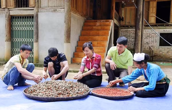 Đường vào xã Chí Đạo rợp bóng cây dổi. Từng hàng dổi được bà con trồng làm hàng rào tựa như những chiếc ô khổng lồ tỏa bỏng mát. Thân dổi cao 20m, tỏa bóng râm mát. Hàng nối hàng, cây nối cây tạo ra không gian rất đặc sắc của xứ Mường. Bóng mát của rừng dổi như níu chân người khách lạ.