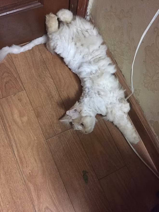 Cũng từ ý tưởng tự cắt tỉa lông thú cưng mà trên mạng xã hội, những bức ảnh các vật nuôi với bộ lông thảm họa được đăng tải trên mạng xã hội, cùng với đó là những dòng tâm sự khiến dân mạng cười chảy nước mắt.